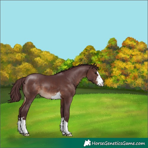 Horse Color:Chocolate Brown 