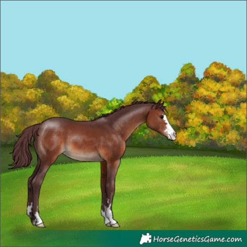 Horse Color:Chocolate Brown 