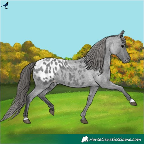Horse Color:Blue Roan Appaloosa 
