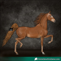 Horse Color:Gray Chestnut 