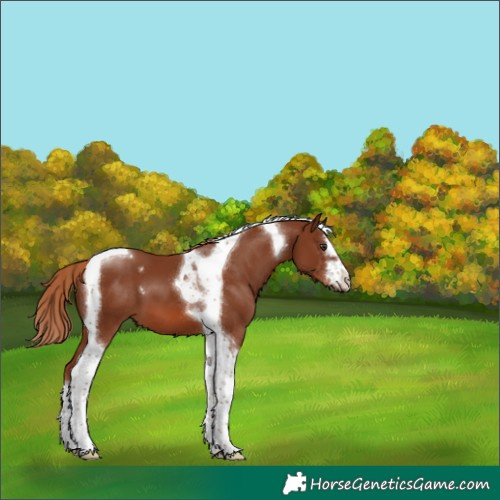 Horse Color:Chestnut Tobiano 