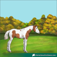 Horse Color:Chestnut Splash Tobiano