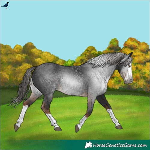 Horse Color:Gray Liver Chestnut Splash 