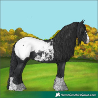 Horse Color:Black Appaloosa