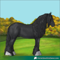 Horse Color:Black 