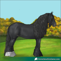 Horse Color:Black Appaloosa