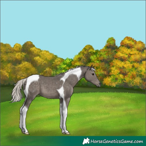 Horse Color:Silver Black Tobiano 