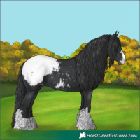 Horse Color:Black Appaloosa