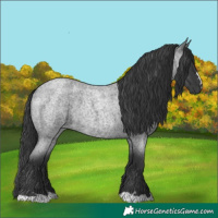 Horse Color:Blue Roan Rabicano