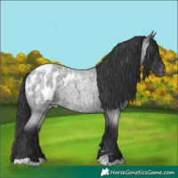 Horse Color:Blue Roan Appaloosa 