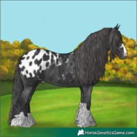 Horse Color:Black Appaloosa 