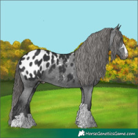 Horse Color:Black Appaloosa