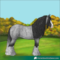 Horse Color:Blue Roan Splash Varnish 