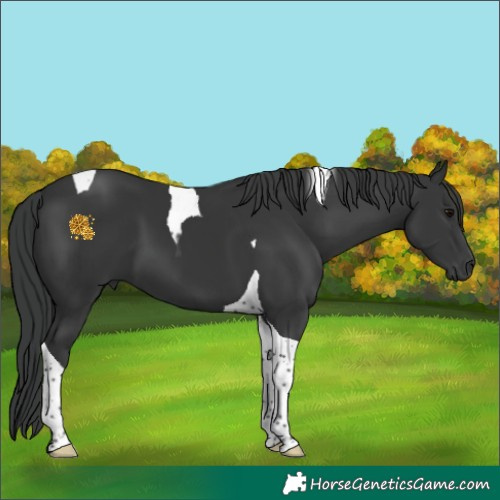 Horse Color:Black Tobiano 