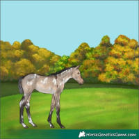 Horse Color:White Spotted Brown Dun Rabicano 