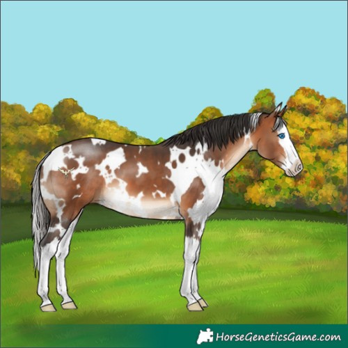 Horse Color:White Spotted Bay Splash 