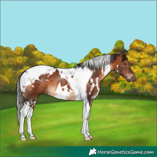 Horse Color:White Spotted Brown Tobiano 