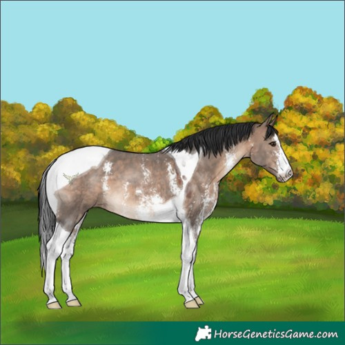 Horse Color:Brown Dun Sabino Tobiano 