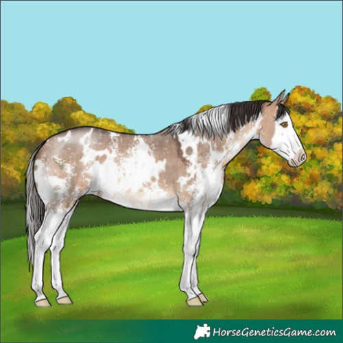 Horse Color:White Spotted Bay Dun Sabino Splash 