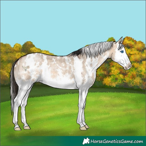 Horse Color:White Spotted Bay Dun Sabino Splash 
