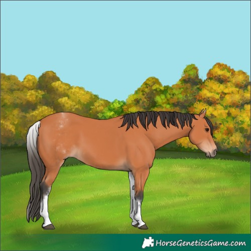 Horse Color:White Spotted Bay 
