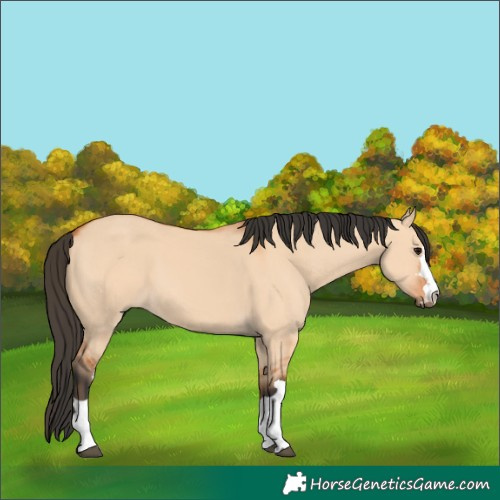 Horse Color:Bay Dun