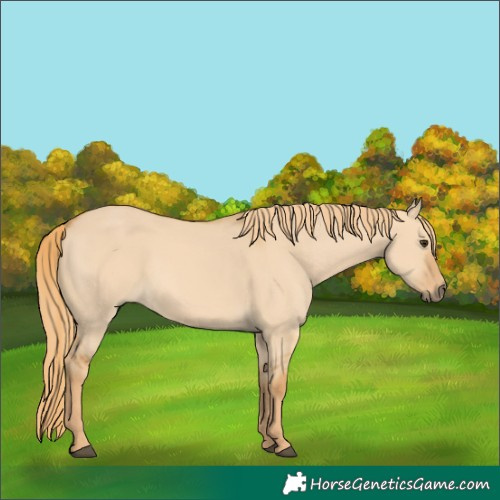 Horse Color:Red Dun 