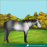 Horse Color:Gray Black
