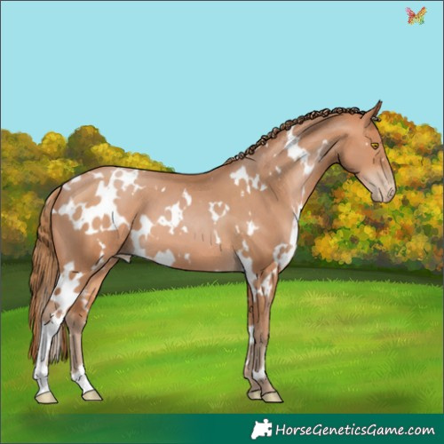 Horse Color:White Spotted Bay Pearl 