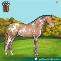 Horse Color:White Spotted Bay Pearl