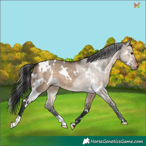 Horse Color:White Spotted Brown Dun 