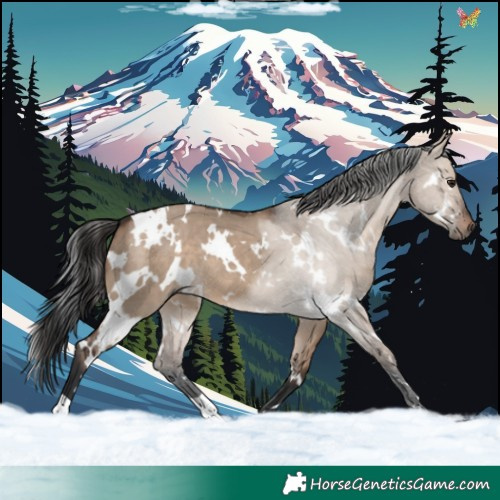 Horse Color:White Spotted Brown Dun 