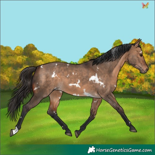 Horse Color:White Spotted Bay Dun 
