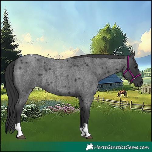 Horse Color:Blue Roan Tobiano 