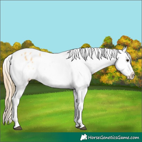 Horse Color:Buckskin Appaloosa 