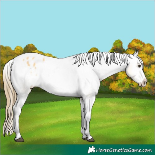 Horse Color:Buckskin Appaloosa 