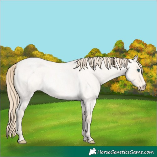 Horse Color:Perlino Roan Dun