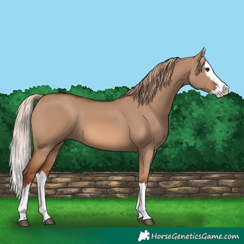Horse Color:Red Dun Splash 