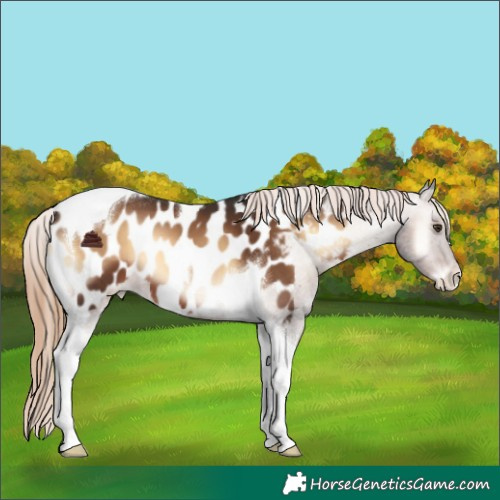 Horse Color:Liver Red Onyx Tobiano Appaloosa 