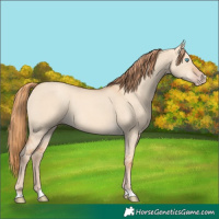 Horse Color:Gold Champagne Dun Rabicano