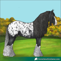 Horse Color:Black Splash Appaloosa 