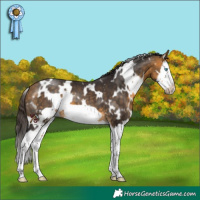 Horse Color:White Spotted Buckskin Splash Frame 