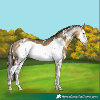 Horse Color:White Spotted Buckskin Dun Sabino Splash Frame Rabicano 