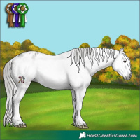 Horse Color:Gray White Spotted Grullo Splash Frame Appaloosa Rabicano