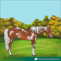 Horse Color:White Spotted Silver Bay Tobiano Rabicano