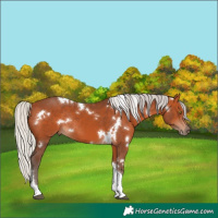 Horse Color:White Spotted Silver Bay Tobiano Rabicano 