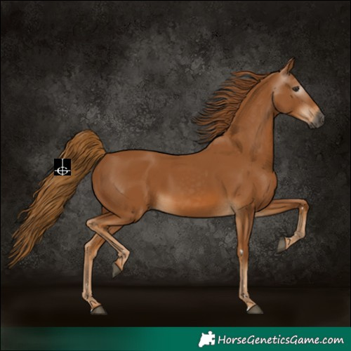 Horse Color:Gray Chestnut