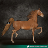 Horse Color:Gray Chestnut 