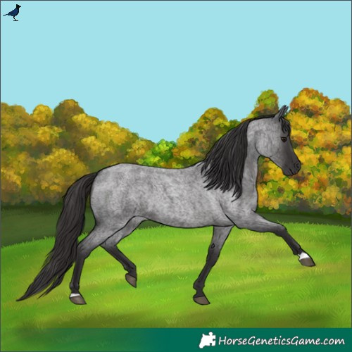 Horse Color:Smoky Blue Roan 
