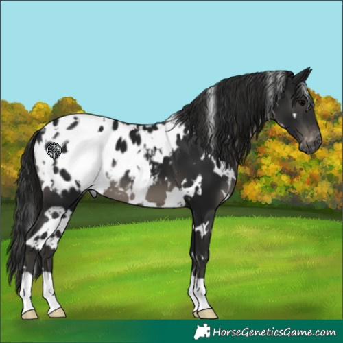 Horse Color:Gray White Spotted Black Blanket 